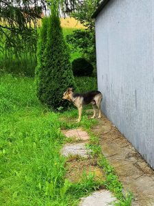 Ogłoszenie w sprawie obowiązków właścicieli i opiekunów psów