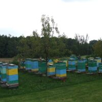 #OdkrywamySkarbyDolinyKarpia – warsztaty pszczelarskie